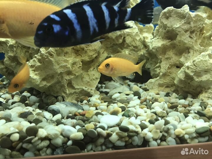 Малавийские цихлиды