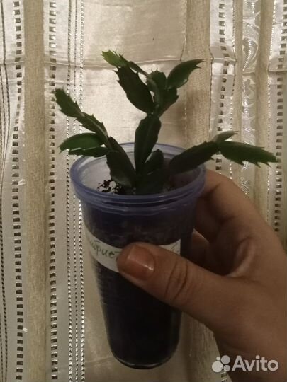 Декабрист шлюмбергера лососевый