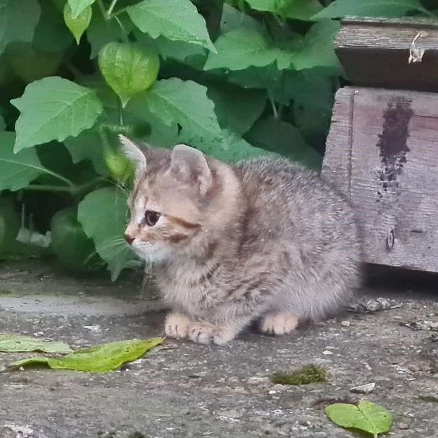 Серенький котенок девочка 2 месяца