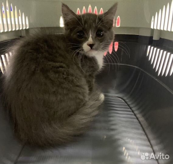 Дым в добрые руки