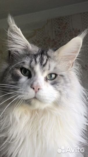 Мейн-кун котята