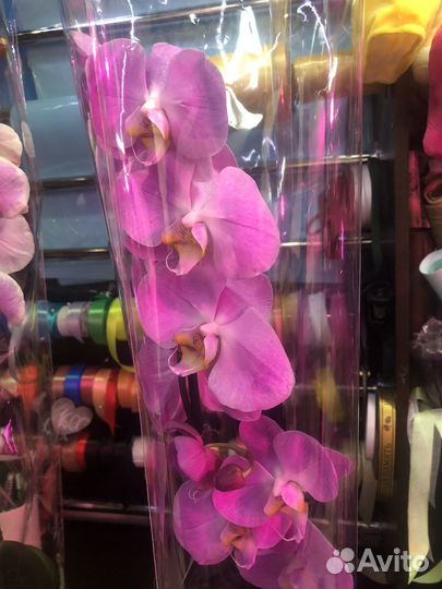 Крупные и сортовые фаленопсисы