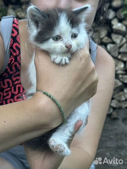 Котодетки