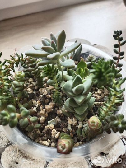Суккуленты и флорариумы