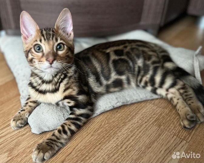 Бенгальская