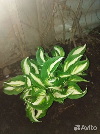 Многолетние цветы, кустарники