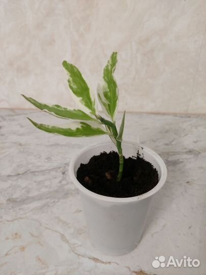 Педилантус