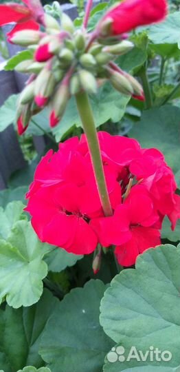 Кркпноцветковая соровая герань - Пеларгония герань