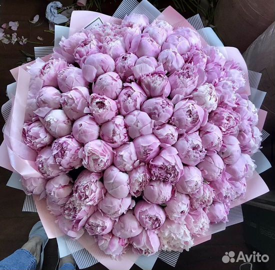 Голландский пионы сара бернар