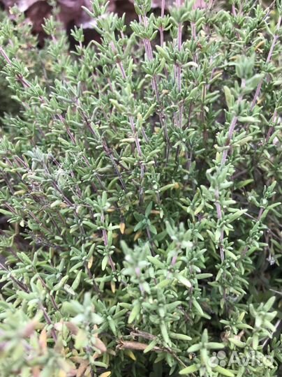 Чабрец (тимьян), бадан (слоновьи уши)