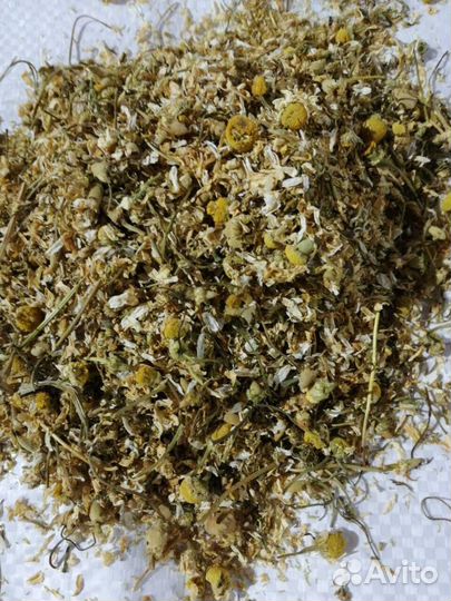 Ромашка цветок резаная Египет 2023 год