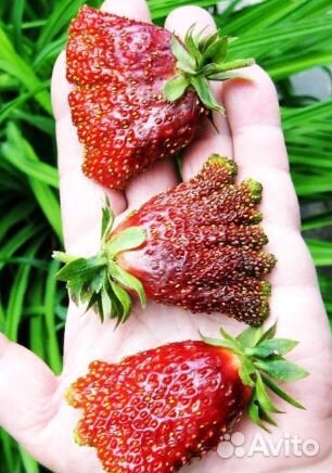 Усы клубники 