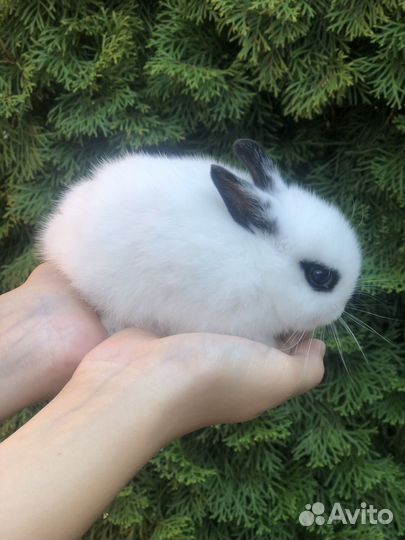 Кролик декоративный мини