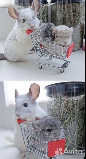 Шиншиллы светлых окрасов в питомнике подмосковье