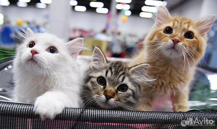 Котята в дар