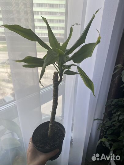 Пальма Драцена Yellow Coast