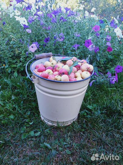 Яблоки домашние с дерева