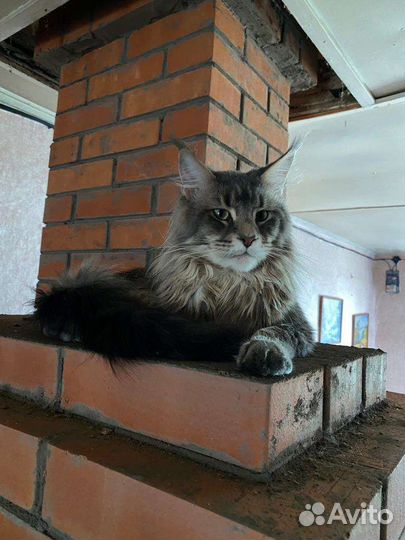 Котята мейн-кун