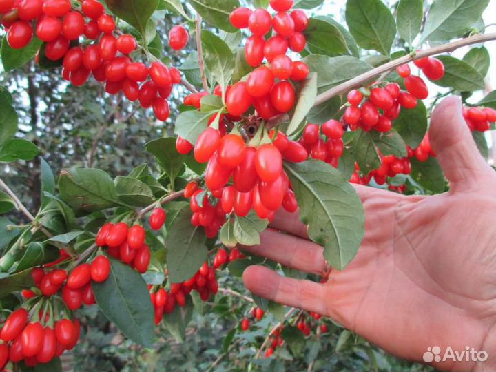 Саженцы Годжи