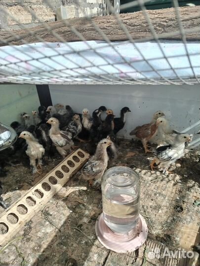 Цыплята породистые