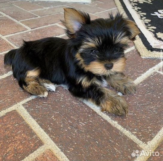 Йоркширский терьер мини