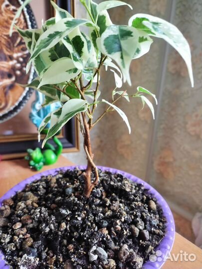 Фикус бенджамина пестролистный плетеный
