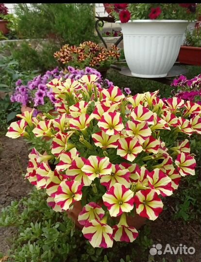 Петуния surfinia star yellow черенок