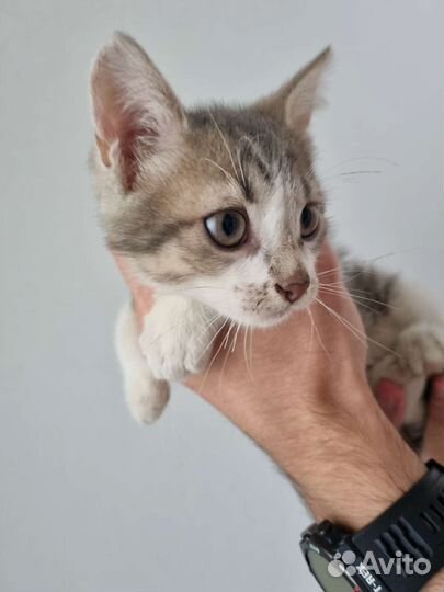 Котик в добрые руки