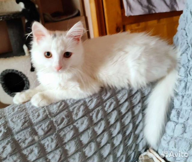 Белоснежная ангорка с заколками Ассоль