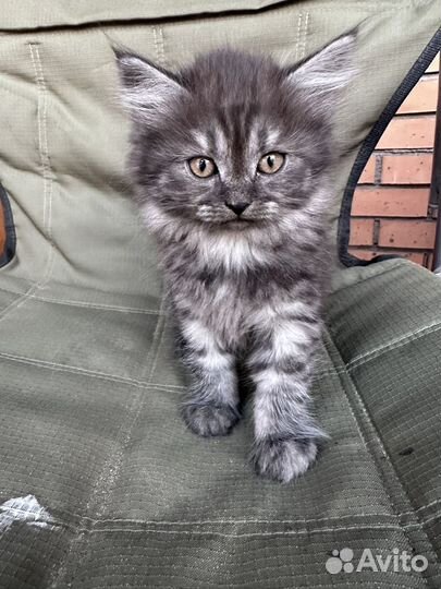 Котята бесплатно
