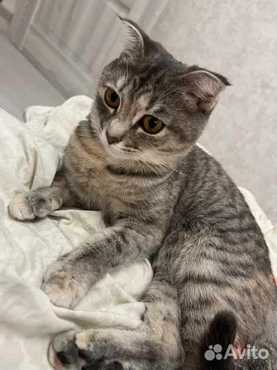 Кошка ищет котика вязка