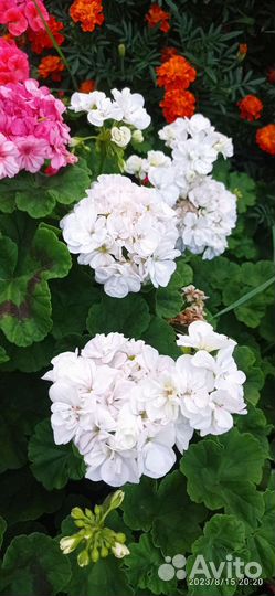 Пеларгония герань