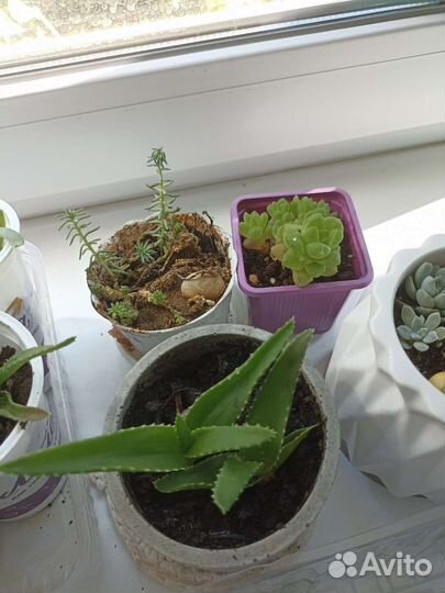 Алоэ вера, алоэ столетник