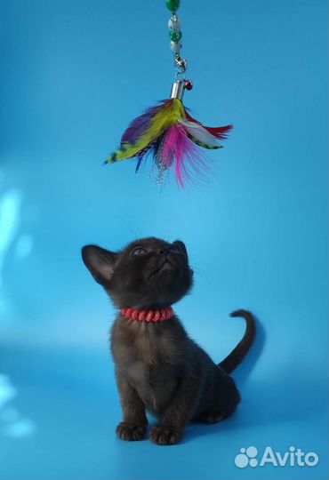 Котёнок Европейской Бурмы