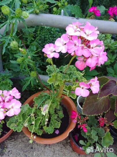 Герани и хризантема