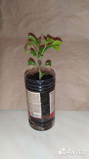 Диффенбахия, Полисциас. Спатифиллум