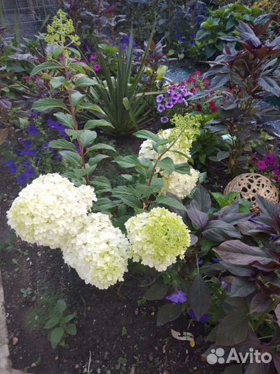 Гортензия саженцы