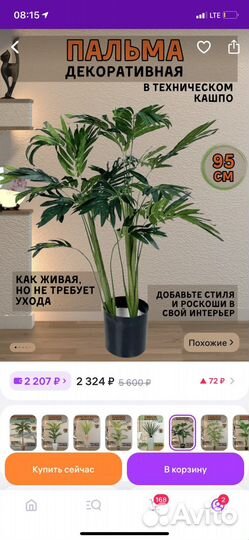 Декоративная пальма