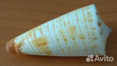 Морская раковина