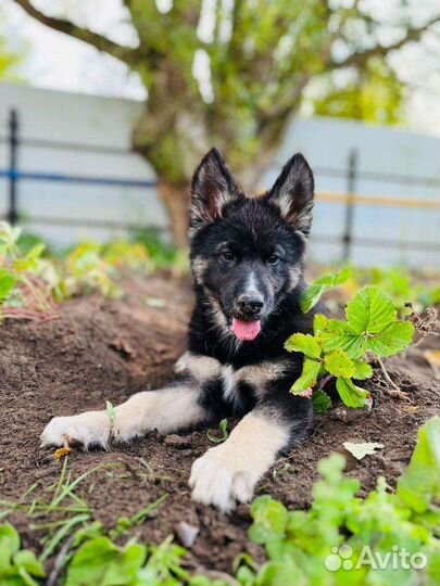 Щенки хаски помесь