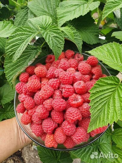 Саженцы мал