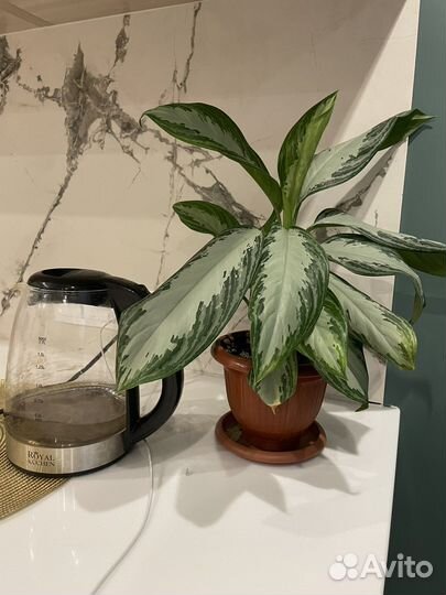 Аглаонема цветок