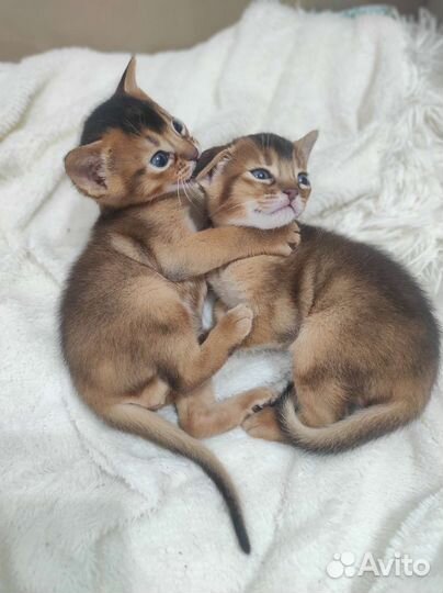 Абиссинская