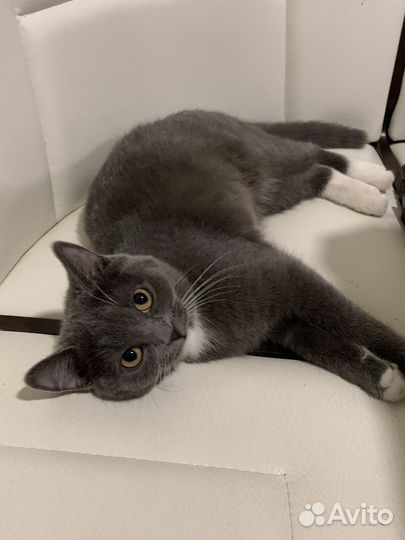 Кошка в дар бесплатно