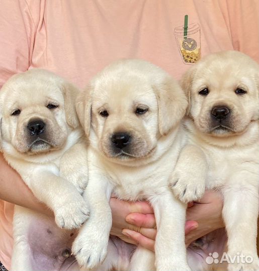 Лабрадор.Щенки