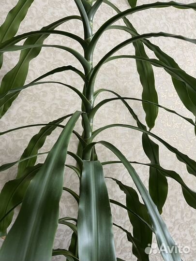 Драцена пальма