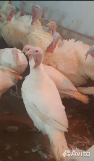 Индейка Виктория