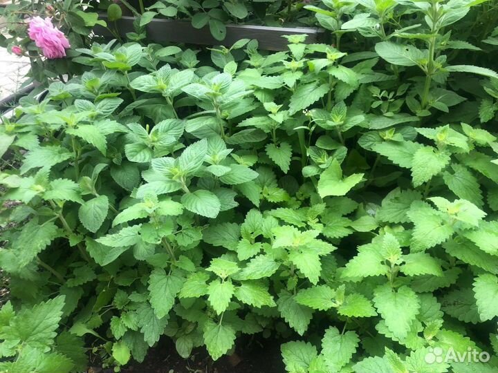 Рассада, срез, для добавления в чай мата, мелисса