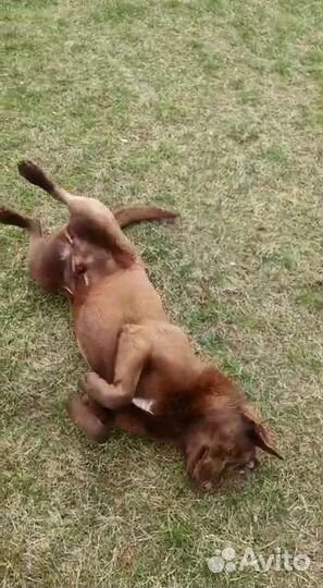 Ласковый и добрый кобель во двор