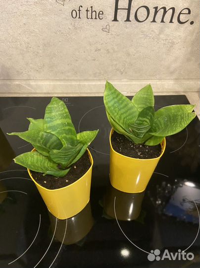 Цветы комнатные, разные